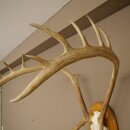 Rentier Geweih Karibu Caribou Ren Rentier Geweih Schädeltrophäe auf Trophäenschild 78.36