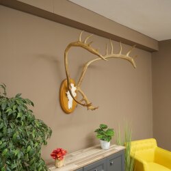 Rentier Geweih Karibu Caribou Ren Rentier Geweih Schädeltrophäe auf Trophäenschild 78.36