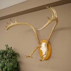 Rentier Geweih Karibu Caribou Ren Rentier Geweih Schädeltrophäe auf Trophäenschild 78.36