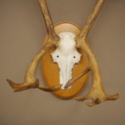 Rentier Geweih Karibu Caribou Ren Rentier Geweih Schädeltrophäe auf Trophäenschild 78.36