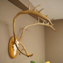 Rentier Geweih Karibu Caribou Ren Rentier Geweih Schädeltrophäe auf Trophäenschild 78.36