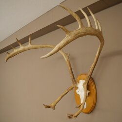 Rentier Geweih Karibu Caribou Ren Rentier Geweih Schädeltrophäe auf Trophäenschild 78.36