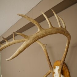 Rentier Geweih Karibu Caribou Ren Rentier Geweih Schädeltrophäe auf Trophäenschild 78.36