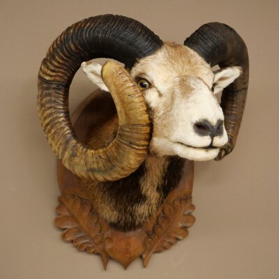 Mouflon (Ovis gmelini musimon) Specimen HL 75 cm Head Shoulder Main antler 85.12.93