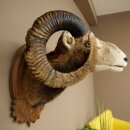 Mouflon (Ovis gmelini musimon) Specimen HL 75 cm Head Shoulder Main antler 85.12.93