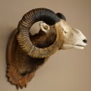 Mouflon (Ovis gmelini musimon) Préparation HL 75...