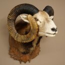Mouflon (Ovis gmelini musimon) Specimen HL 75 cm Head Shoulder Main antler 85.12.93