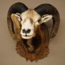 Mouflon (Ovis gmelini musimon) Specimen HL 75 cm Head Shoulder Main antler 85.12.93
