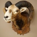 Mouflon (Ovis gmelini musimon) Specimen HL 75 cm Head Shoulder Main antler 85.12.93