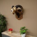 Mouflon (Ovis gmelini musimon) Specimen HL 75 cm Head Shoulder Main antler 85.12.93