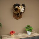 Mouflon (Ovis gmelini musimon) Specimen HL 75 cm Head Shoulder Main antler 85.12.93