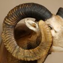 Mouflon (Ovis gmelini musimon) Specimen HL 75 cm Head Shoulder Main antler 85.12.93