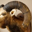 Mouflon (Ovis gmelini musimon) Specimen HL 75 cm Head Shoulder Main antler 85.12.93