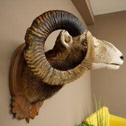 Mouflon (Ovis gmelini musimon) Specimen HL 75 cm Head Shoulder Main antler 85.12.93
