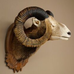 Mouflon (Ovis gmelini musimon) Specimen HL 75 cm Head Shoulder Main antler 85.12.93