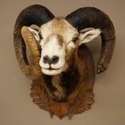 Mouflon (Ovis gmelini musimon) Specimen HL 75 cm Head Shoulder Main antler 85.12.93