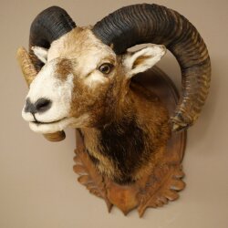 Mouflon (Ovis gmelini musimon) Specimen HL 75 cm Head Shoulder Main antler 85.12.93