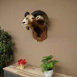 Mouflon (Ovis gmelini musimon) Specimen HL 75 cm Head Shoulder Main antler 85.12.93