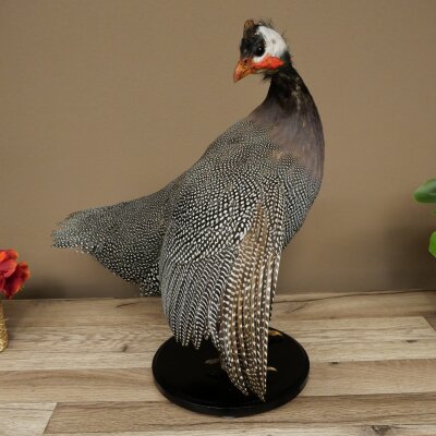 Pintade, poulet, préparation en plumes, préparation entière, oiseau empaillé, décoration, en vente libre