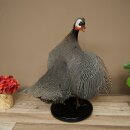 Pintade, poulet, préparation en plumes, préparation entière, oiseau empaillé, décoration, en vente libre