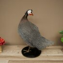 Pintade, poulet, préparation en plumes, préparation entière, oiseau empaillé, décoration, en vente libre