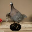 Pintade, poulet, préparation en plumes, préparation entière, oiseau empaillé, décoration, en vente libre