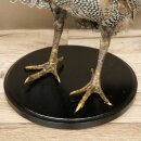 Pintade, poulet, préparation en plumes, préparation entière, oiseau empaillé, décoration, en vente libre