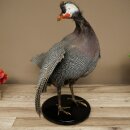 Pintade, poulet, préparation en plumes, préparation entière, oiseau empaillé, décoration, en vente libre