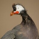 Pintade, poulet, préparation en plumes, préparation entière, oiseau empaillé, décoration, en vente libre