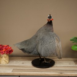 Pintade, poulet, préparation en plumes, préparation entière, oiseau empaillé, décoration, en vente libre