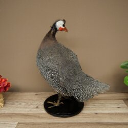 Pintade, poulet, préparation en plumes, préparation entière, oiseau empaillé, décoration, en vente libre