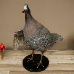 Pintade, poulet, préparation en plumes, préparation entière, oiseau empaillé, décoration, en vente libre