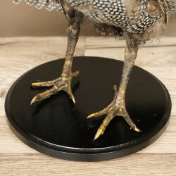 Pintade, poulet, préparation en plumes, préparation entière, oiseau empaillé, décoration, en vente libre