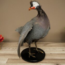 Pintade, poulet, préparation en plumes, préparation entière, oiseau empaillé, décoration, en vente libre