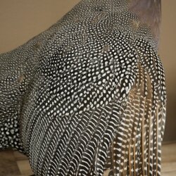 Pintade, poulet, préparation en plumes, préparation entière, oiseau empaillé, décoration, en vente libre