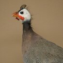 Perlhuhn Huhn Perl Präparat Ganzpräparat präpariert Vogel Deko frei handelbar #.2