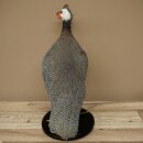 Perlhuhn Huhn Perl Präparat Ganzpräparat präpariert Vogel Deko frei handelbar #.2