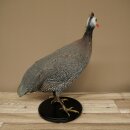 Perlhuhn Huhn Perl Präparat Ganzpräparat präpariert Vogel Deko frei handelbar #.2