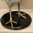 Perlhuhn Huhn Perl Präparat Ganzpräparat präpariert Vogel Deko frei handelbar #.2