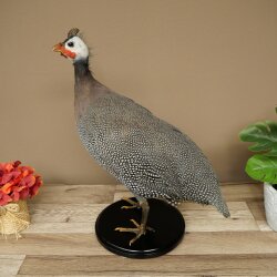 Perlhuhn Huhn Perl Präparat Ganzpräparat präpariert Vogel Deko frei handelbar #.2