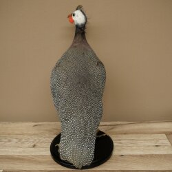 Perlhuhn Huhn Perl Präparat Ganzpräparat präpariert Vogel Deko frei handelbar #.2
