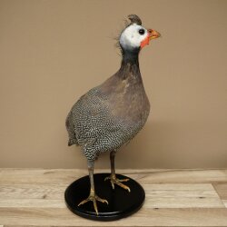 Perlhuhn Huhn Perl Präparat Ganzpräparat präpariert Vogel Deko frei handelbar #.2