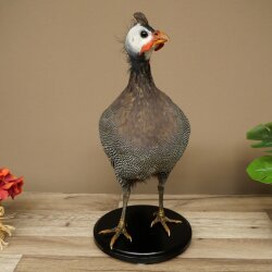 Perlhuhn Huhn Perl Präparat Ganzpräparat präpariert Vogel Deko frei handelbar #.2