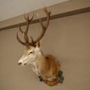 Red deer odd 12-pointer head shoulder red deer head specimen height 108 cm deer head