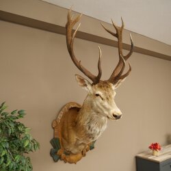 Red deer odd 12-pointer head shoulder red deer head specimen height 108 cm deer head