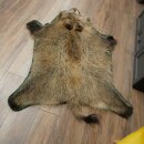 Wild boar skin Boar skin Wild boar Rind Pig rind Rug Length 180 cm 87.6.41