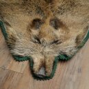 Wild boar skin Boar skin Wild boar Rind Pig rind Rug Length 180 cm 87.6.41