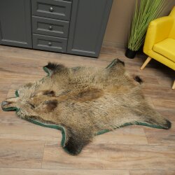 Wild boar skin Boar skin Wild boar Rind Pig rind Rug Length 180 cm 87.6.41