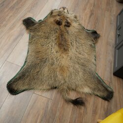 Wild boar skin Boar skin Wild boar Rind Pig rind Rug Length 180 cm 87.6.41