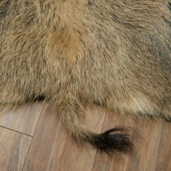 Wild boar skin Boar skin Wild boar Rind Pig rind Rug Length 180 cm 87.6.41